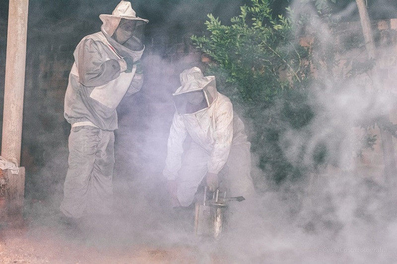 Bombeiros militares fazem captura de enxame de abelhas no interior do Tocantins