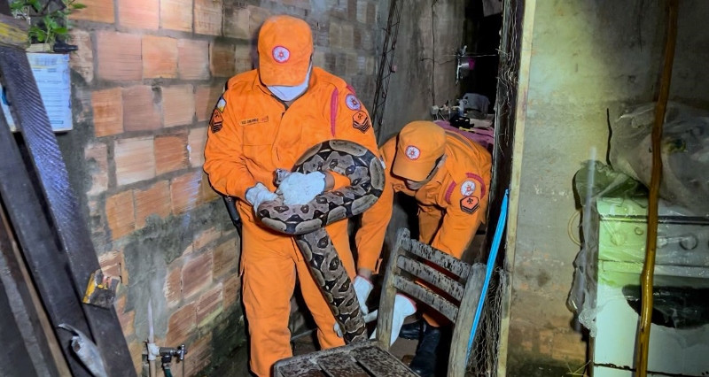 Cobra sendo resgatada 