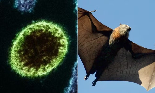 Vírus também é transmitido por morcegos e porcos — Foto: Instituto Nacional de Alergia e Doenças Infecciosas dos EUA/ Unsplash